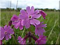 Carlton Cemetery Flowers ? Red Campion (Silene dioica)