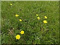 Carlton Cemetery Flowers ? Creeping Buttercup (Ranunculus repens)