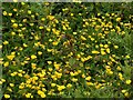 Carlton Cemetery Flowers ? Common Buttercup (Ranunculus acris)