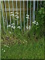 Carlton Cemetery Flowers ? Cow Parsley (Anthriscus sylvestris)