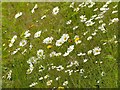 Carlton Cemetery Flowers ? Ox-eye Daisy (Leucanthemum vulgare)