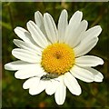 Carlton Cemetery Flowers ? Ox-eye Daisy 13/21