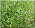 Carlton Cemetery Flowers ? Common Knapweed (Centaurea nigra)