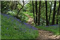 Footpath on the Edge of Mercer