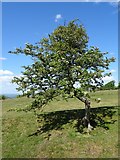 SO7639 : Hawthorn on Hangman's Hill by Philip Halling