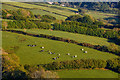 Trentishoe : Grassy Field & Cattle