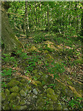 SE2539 : Remains of a wall in Ireland Wood by Stephen Craven