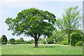 Oak & Hopeful Sign