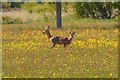 Street : Grassy Field & Deer