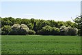  Field and small woodland near Dancing Dick