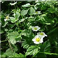 NZ1266 : Wild Strawberry (Fragaria vesca), Heddon Common by Andrew Curtis