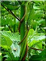 Bindweed on Nettle, Heddon Common