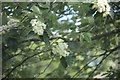 TF0820 : Whitebeam leaves and blossom by Bob Harvey