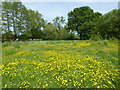 Buttercups in a wildflower meadow near Tudeley