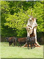 Bullocks examining their dead tree