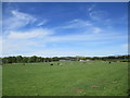 Sheep and cattle grazing, near Symington