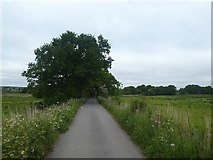 SX9687 : Road to Exminster across marshland by David Smith