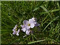 SK6345 : Lady's Smock (Cardamine pratensis) by Alan Murray-Rust