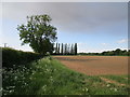 Poplar trees at Barlow