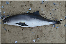 TG2242 : Dead porpoise near Cromer by Hugh Venables