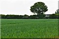 Stradbroke, Kersley Hall Lane: Cereal crop