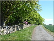 NY9368 : Country road and woodland near Crag House by Oliver Dixon