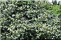 Thorpe Abbotts, All Saints Church: Holly tree in full bloom