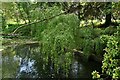 Syleham Road: The River Waveney