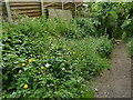 Welsh poppies alongside a woodland path