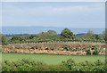 Old quarry near Nosterfield