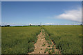 Footpath from Tilty to Broxted Road