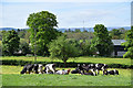 H6057 : Cattle in a field, Ballynasaggart by Kenneth  Allen