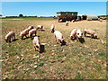 SP2007 : Free-range piglets near Akeman Street by Vieve Forward