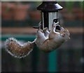 TQ2995 : Squirrel trying to get into feeder by Christine Matthews