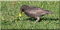 Young Starling