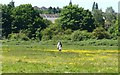 Walking through the buttercups