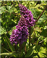 SX9066 : Orchids, Nightingale Park by Derek Harper