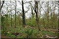 Woodland by Batchworth Lake