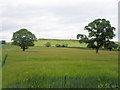 Field of barley