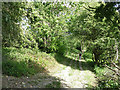 Path through Dolphin Beck Marsh