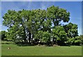 Cattle sheltering beneath trees