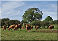 Cattle on Moorgate Farm, Laxton