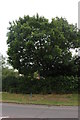 Tree by Goose Green Way, Yate