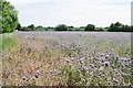 Lacy Phacelia by the Dunmow Road