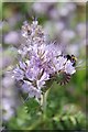 Phacelia tanacetifolia