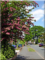 Red hawthorn in Buckingham Road, Wolverhampton