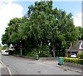 Shades of green, Oaklands, Ponthir, Torfaen