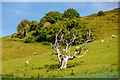 SY4393 : Chideock : Grassy Field by Lewis Clarke
