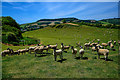 SY4393 : Chideock : Grassy Field & Sheep by Lewis Clarke
