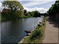 Canada Geese near Litherland Road Bridge 2B